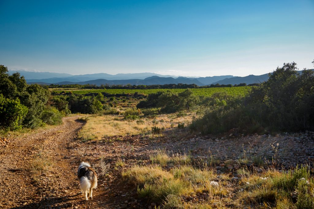Een bijzondere ervaring met een hond. Dwars door de Pyreneeën.